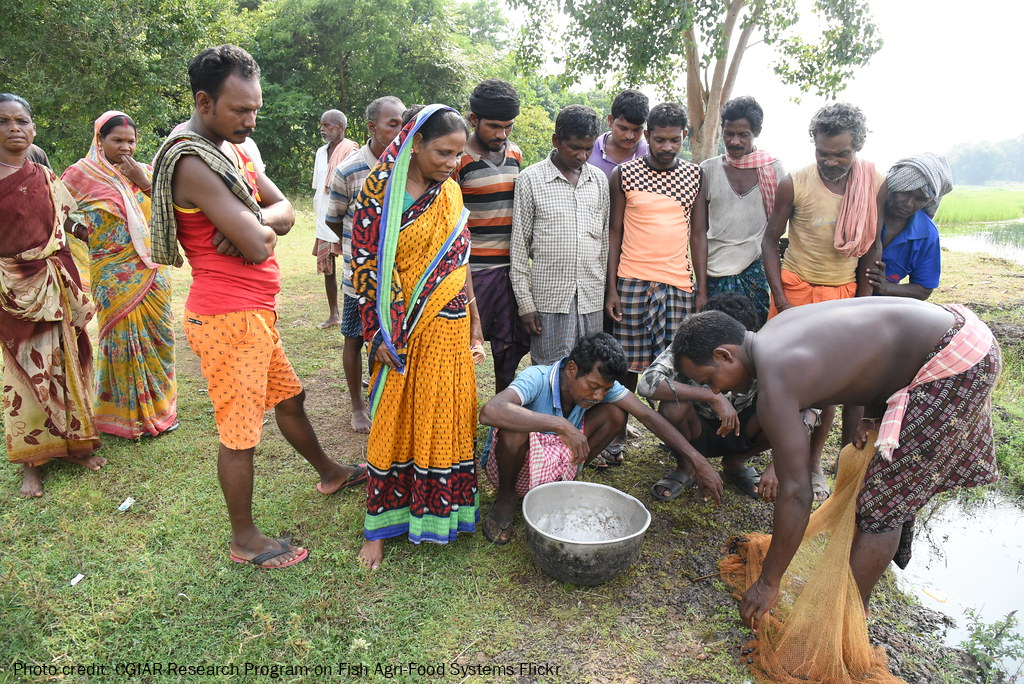 Scientific fish farming in Gram Panchayat tanks by Women Self Help Groups  in Odisha, India: Crop outcome survey report 2018–2019 and 2019–2020