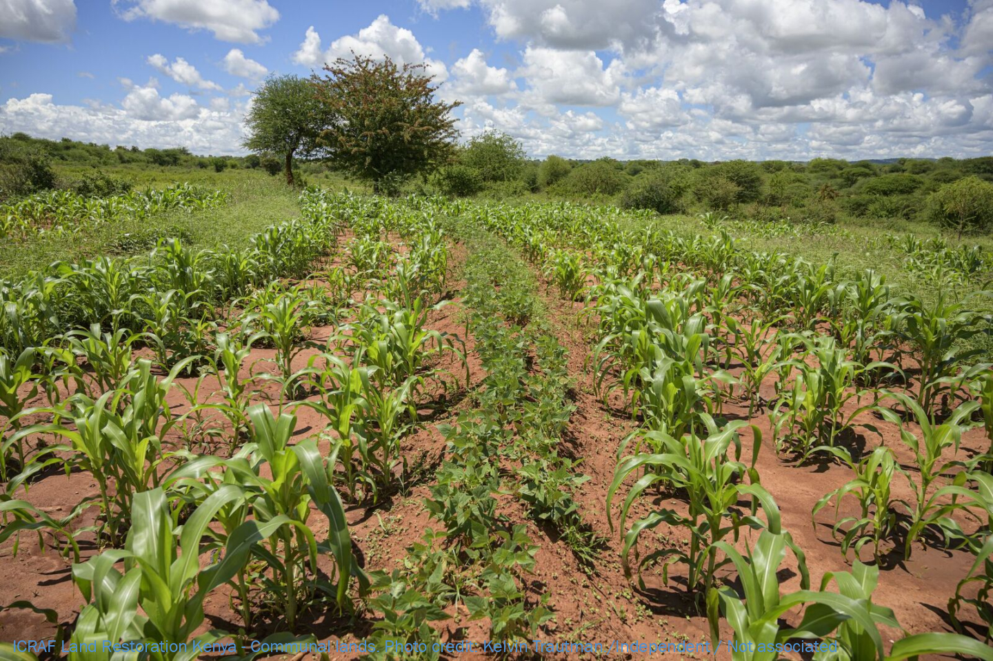 Restoration Options For Dryland Agriculture   Blue