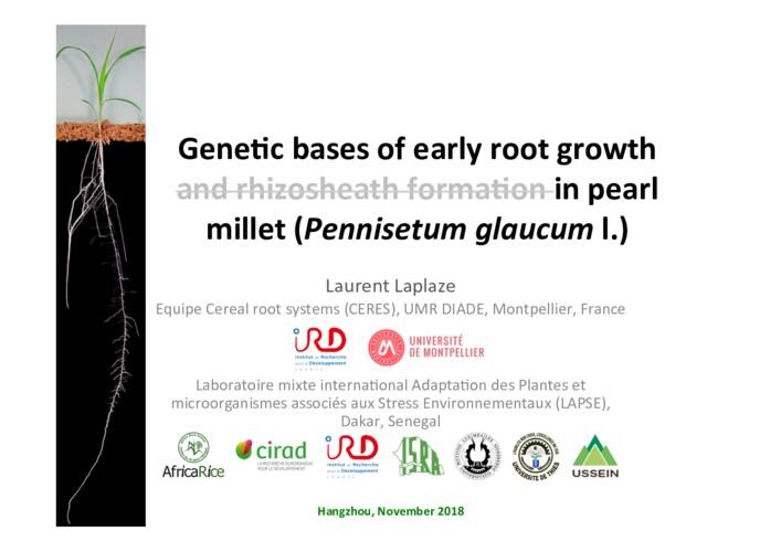 bases of early root growth in pearl millet (Pennisetum glaucum l.)